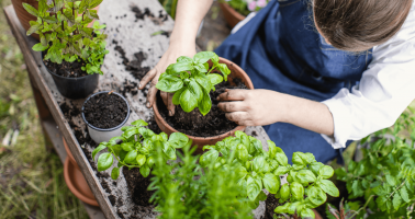 Zdravá kuchyňa: pestujte si bylinky v kvetináči